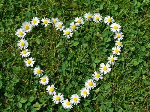 Evrimsel Bir Başak: Dördüncü Evin Detaycı Dehası